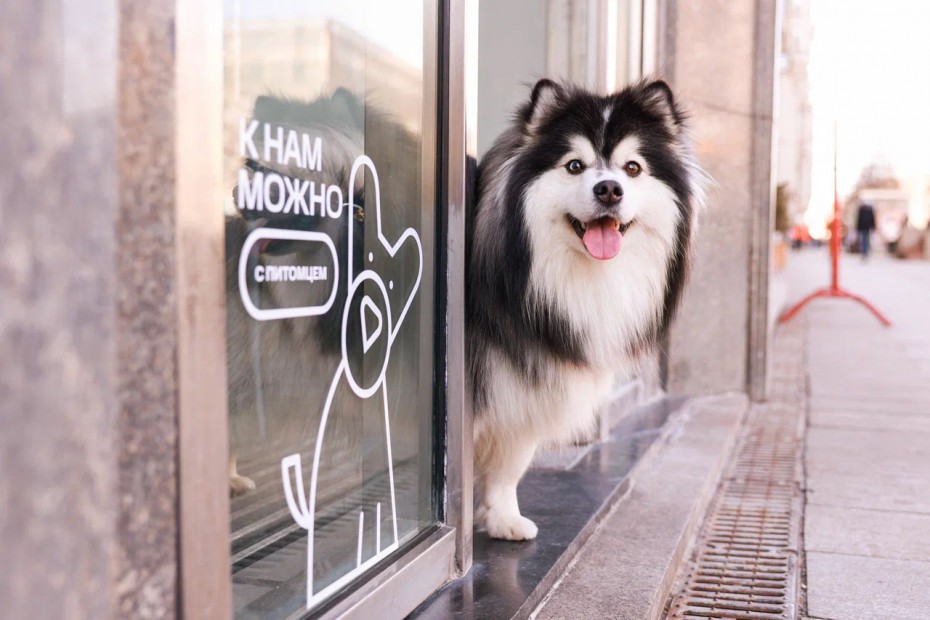 МТС открыла свои магазины для домашних животных Якутии