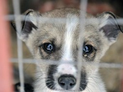 Москва начала массовый вывоз собак из "якутской усыпалки"