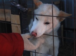 За 2016 год в пункте передержки Якутска уничтожено 3700 животных