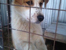 Зоозащитники или зоомошенники? В соцсетях процветает бизнес на собаках из "якутской усыпалки"