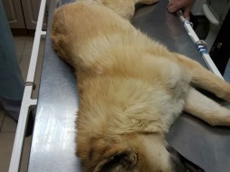В Якутске щенок попал под колеса автомобиля