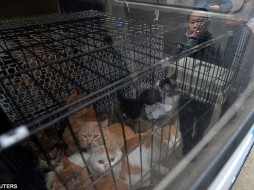 «Защитник животных» продавал в рестораны тонны кошачьих тушек (18+)