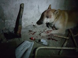 В Якутске бомжи пытались зарубить собаку