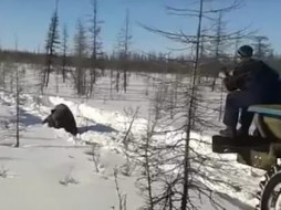 Установлено, что расправа над медведем произошла в Булунском районе Якутии 