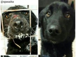 Якуты в Москве, продолжение. Истории собак, спасенных из «якутской усыпалки»