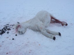 В Якутске застрелили лошадь 