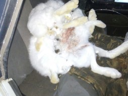 В Таттинском районе Якутии велась незаконная охота на зайца-беляка