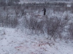 В Амгинском районе Якутии незаконно добыли двух лосей
