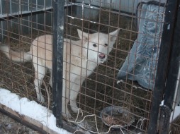 Убийства животных в Якутске будут прекращены?