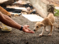 В Ростове-на-Дону будут наказывать за убийство бездомных животных 