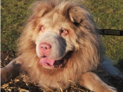 Собака, похожая на льва, покорила пользователей Сети
