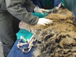 В Приморье ветеринары прооперировали тигренка, пострадавшего от рук неизвестных