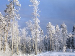 В Якутии начался зимний маршрутный учет охотничье-промысловых видов животных