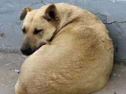 В Алтайском крае собака спасла двухлетнего мальчика, брошенного собственной матерью