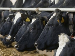 Россия временно остановит поставки говядины из Минской области‍