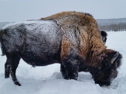 Бизон — зверек русский. Репортаж из бизонария в Якутии