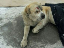 В Новосибирске хозяева перерезали горло псу и выбросили его с балкона