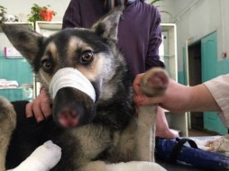В Новосибирске врачи прооперируют безногого пса, чтобы он встал на ноги 