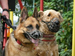 В Усть-Янском районе хозяин собаки оплатит пенсионеру моральный вред за укус  