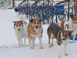 В Якутии вносятся изменения в республиканский закон «О ветеринарии»