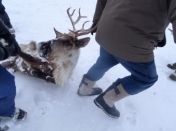 В Якутске умер олень, прилетевший на слет оленеводов