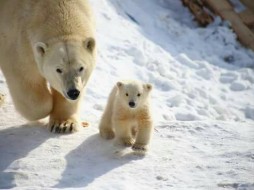 В Якутии объявлен конкурс на кличку белому медвежонку, родившемуся в неволе