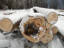 В Якутии мужчина получил срок за незаконную вырубку 312 лиственниц