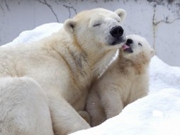 Белый медвежонок, родившийся в парке "Орто-Дойду", оказался девочкой
