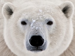 Задержаны подозреваемые в убийстве белого медведя на острове в Карском море