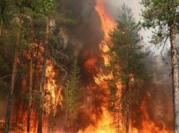В Якутии зарегистрировано три лесных пожара