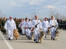 48 служебных собак примут участие в военном параде в Якутске