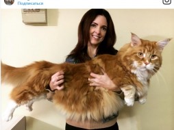120-сантиметровый кот из Австралии стал звездой Сети (фото)