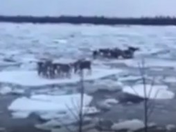 В Якутии животных унесло на льдине ВИДЕО