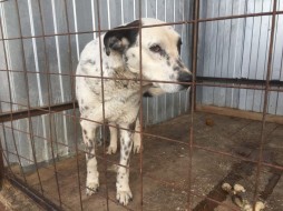 Убийство собак на Чукотке остановлено по требованию прокуратуры 