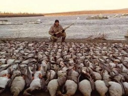 Минприроды Якутии устанавливает личность охотника,  добывшего большое количество  гусей