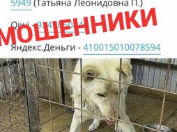 Якутский Фонд защиты животных обозвали мошенническим 