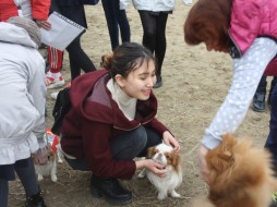 Овчарки, хаски, питбуль, чихуахуа. 16 собак пришли в гости к школьникам Якутска ВИДЕО