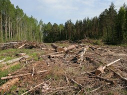 В Ленском районе незаконно вырубили лес почти на 2 млн рублей