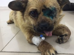 Две спасенные собаки в Якутске реабилитируются после операций