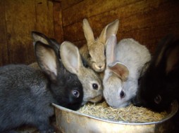 В Иркутской области браконьеры уничтожили породистых кроликов, живущих в частном заповеднике
