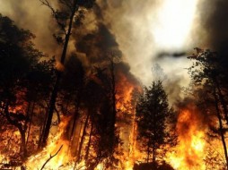 ОНФ и МЧС договорились о сотрудничестве в борьбе с лесными пожарами