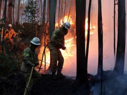 В Хорватии из-за лесных пожаров эвакуированы туристы 