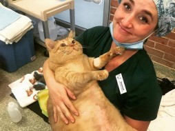 В Мэриленде 15-килограммовый кот обрел новую семью 