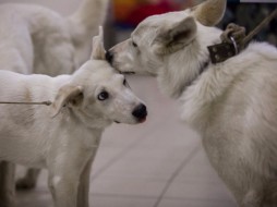 В Якутске презентовали первых клонированных щенят якутской охотничьей породы 