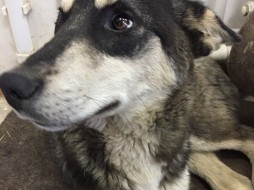 Сбитому в Якутске псу нужна операция