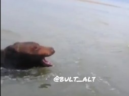 В Якутии медведь подплыл к лодке рыбаков и напугал их ВИДЕО