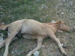 В Якутии неизвестные сбили лошадь с жеребенком