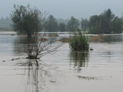 В Якутии при прохождении дождевого паводка на реке Лене ожидается подтопление сенокосных угодьев