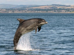 В Феодосии прокуратура проведет проверку об обнаружении мертвого дельфина
