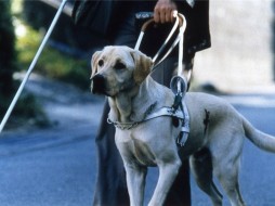 Справороссы намерены добиться особой господдержки подготовки собак-поводырей